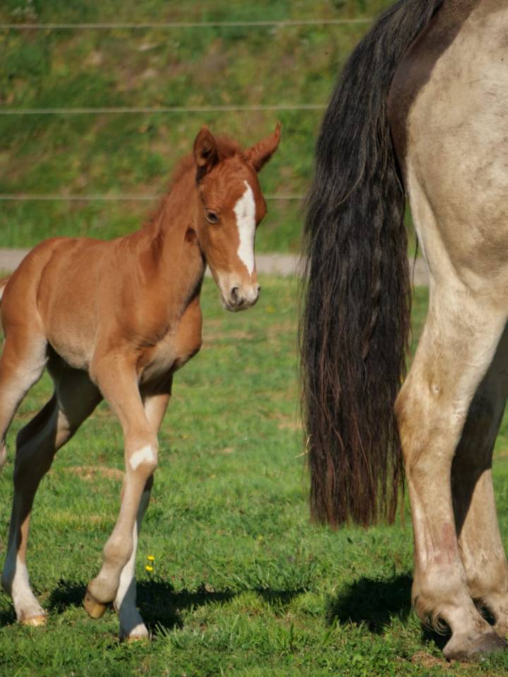 Poulain poney fran&ccedil;ais de selle 