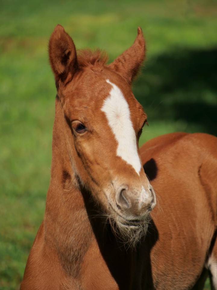 Poulain poney fran&ccedil;ais de selle 