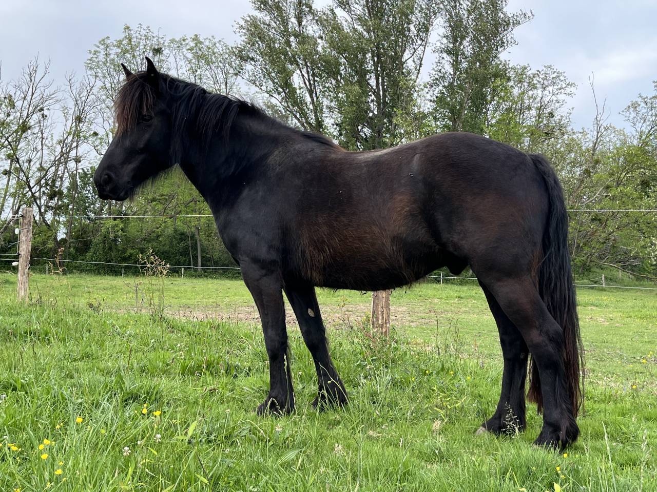 Merens hongre 5 ans