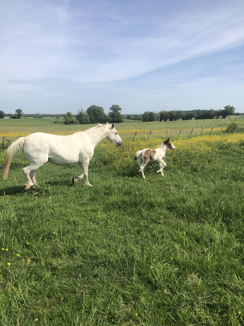 Foal par Dragibus du Rouget