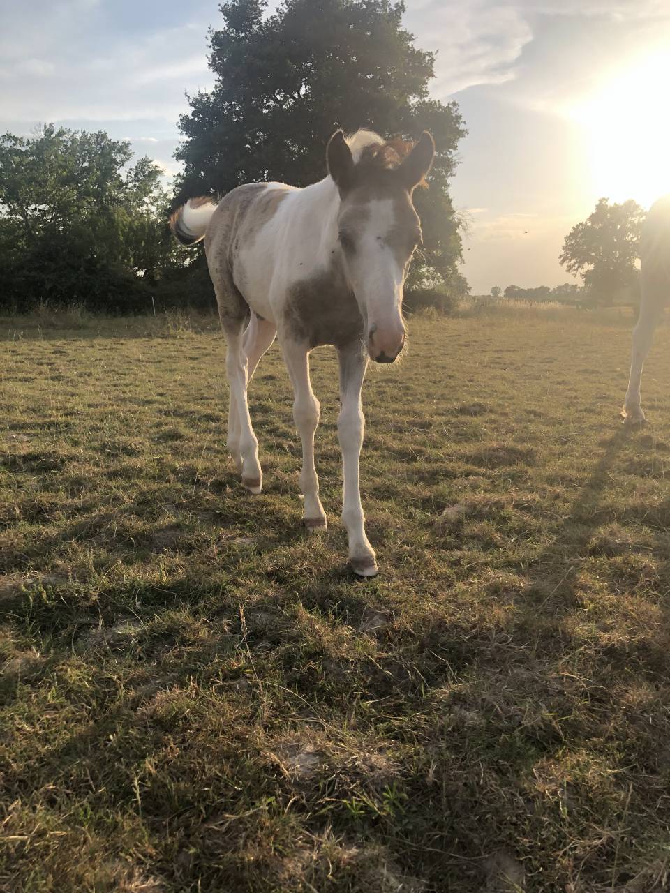 Foal par Dragibus du Rouget