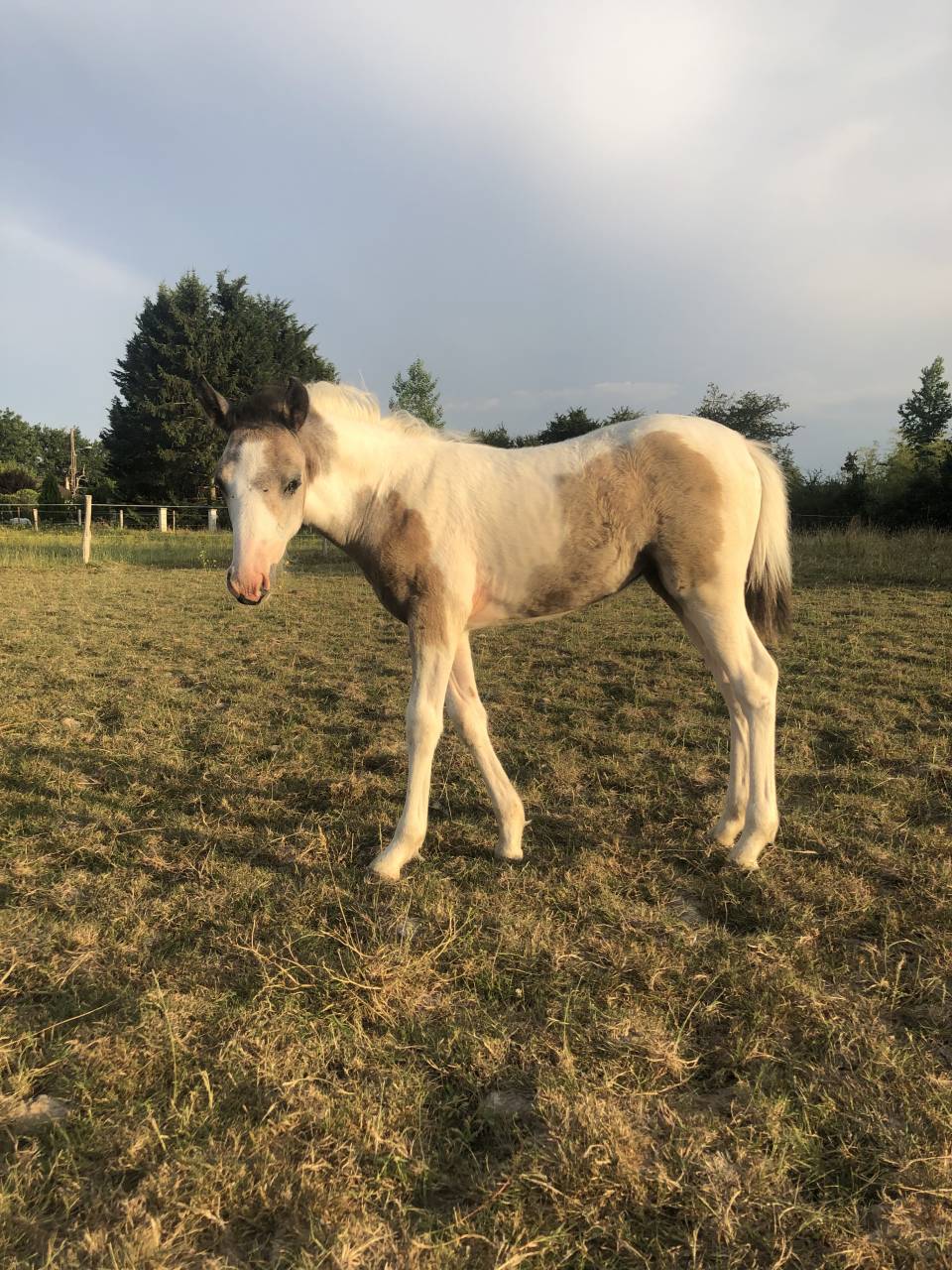 Foal par Dragibus du Rouget