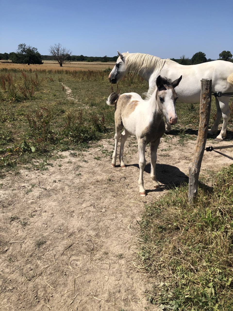 Foal par Dragibus du Rouget