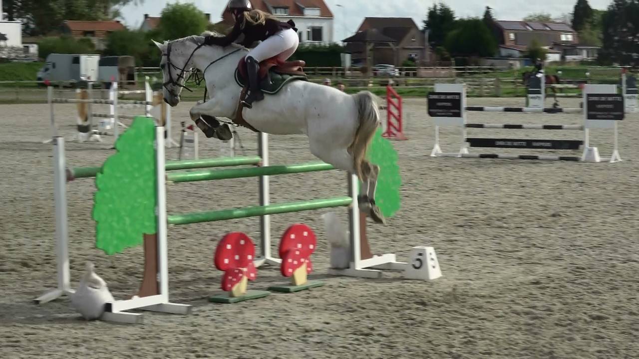 Top show jumping mare + super breeding Hol 18A2