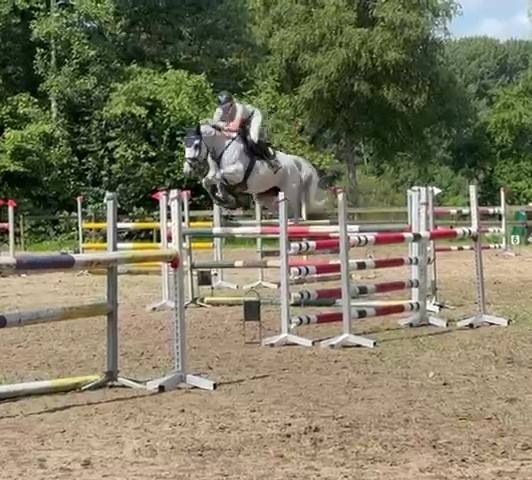 Top show jumping mare + super breeding Hol 18A2