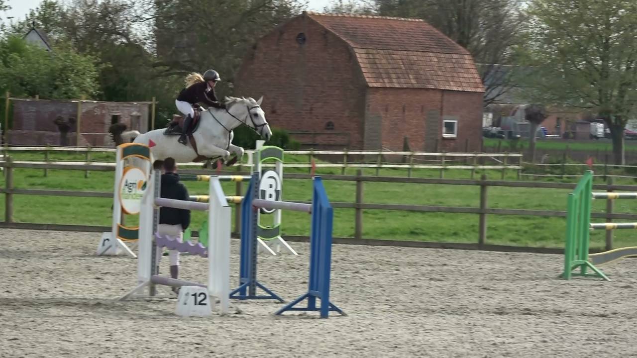 Top show jumping mare + super breeding Hol 18A2