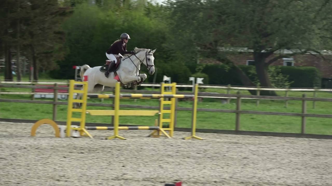 Top show jumping mare + super breeding Hol 18A2