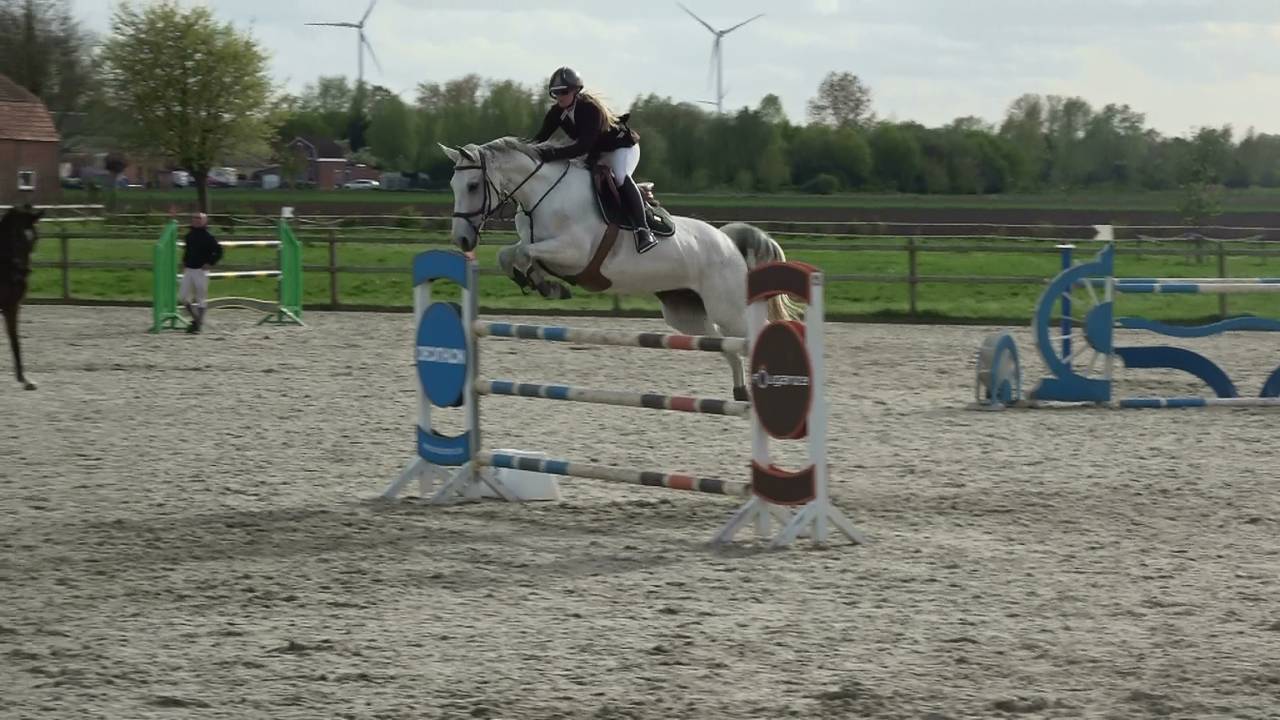 Top show jumping mare + super breeding Hol 18A2