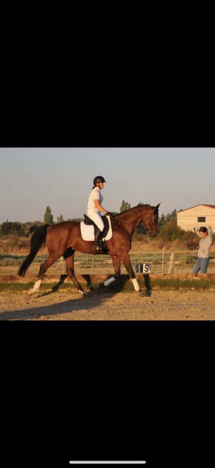 Hongre de 12 ans par Soliman de hus
