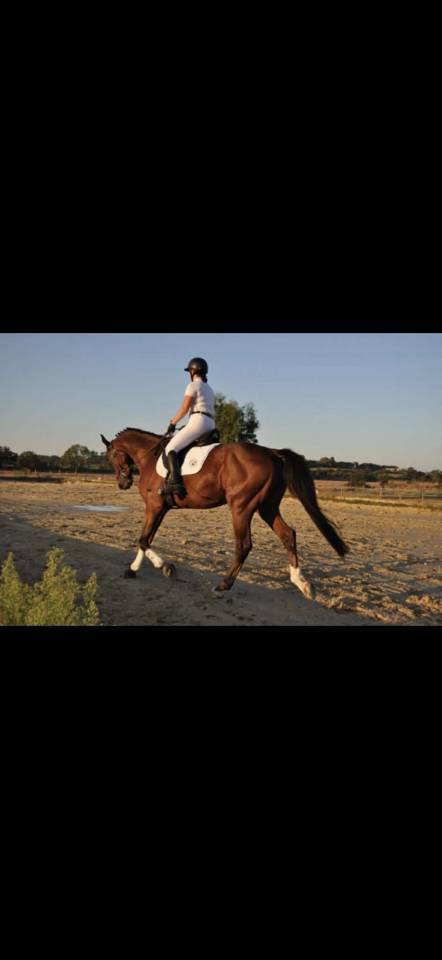 Hongre de 12 ans par Soliman de hus
