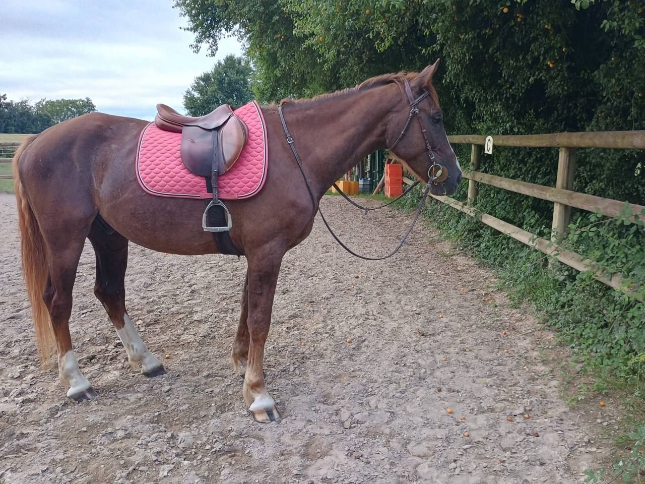 Selle fran&ccedil;ais Alezan 6 ans