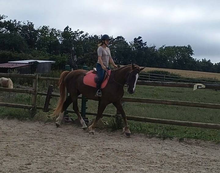 Selle fran&ccedil;ais Alezan 6 ans