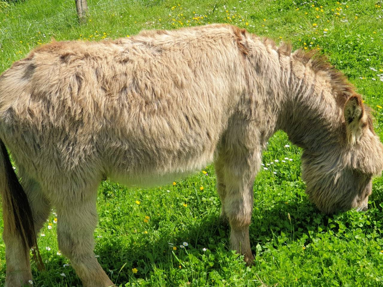 &acirc;nes miniatures (prix / animal)