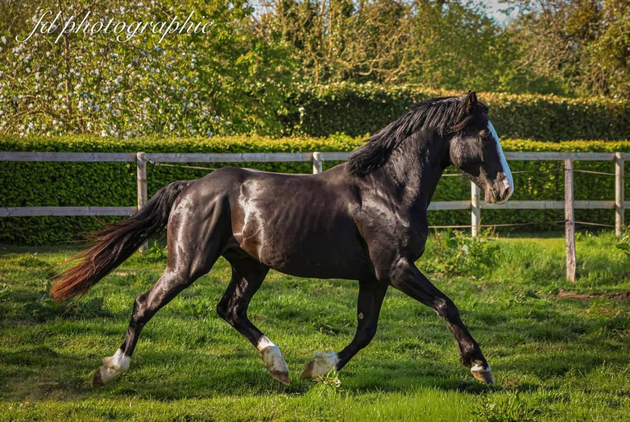 Poney gros moyen 