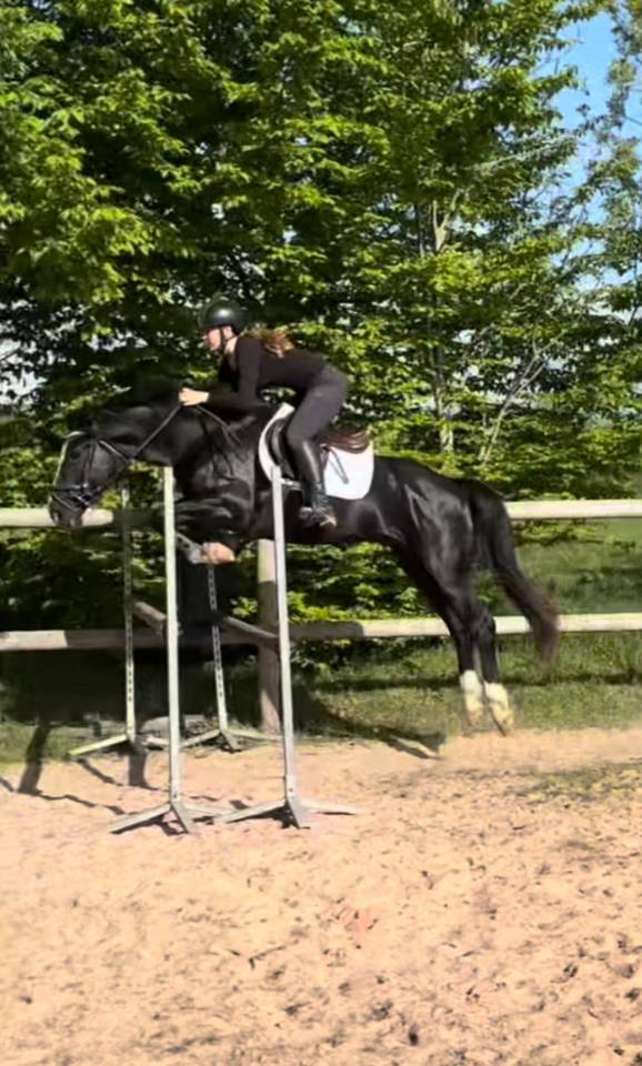 Poney gros moyen 