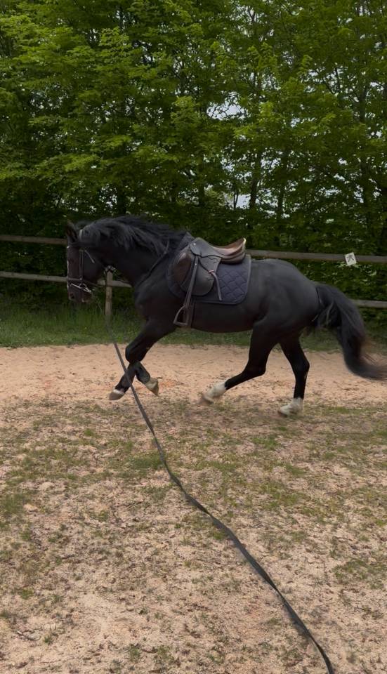 Poney gros moyen 