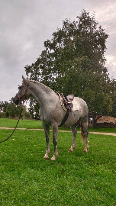 Elevage poneys diminution d'effectif 