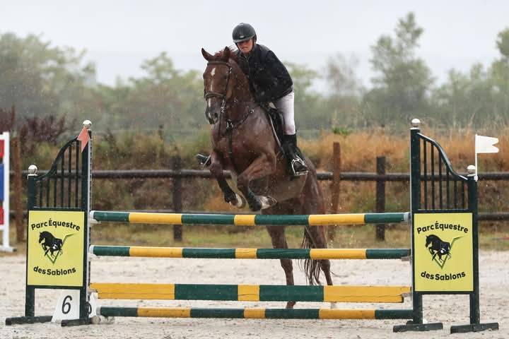 Hongre de 11 ans pour du loisir/CSO