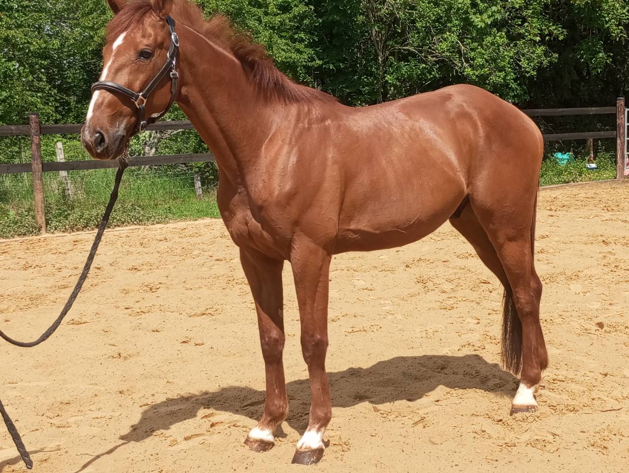 Hongre de 11 ans pour du loisir/CSO