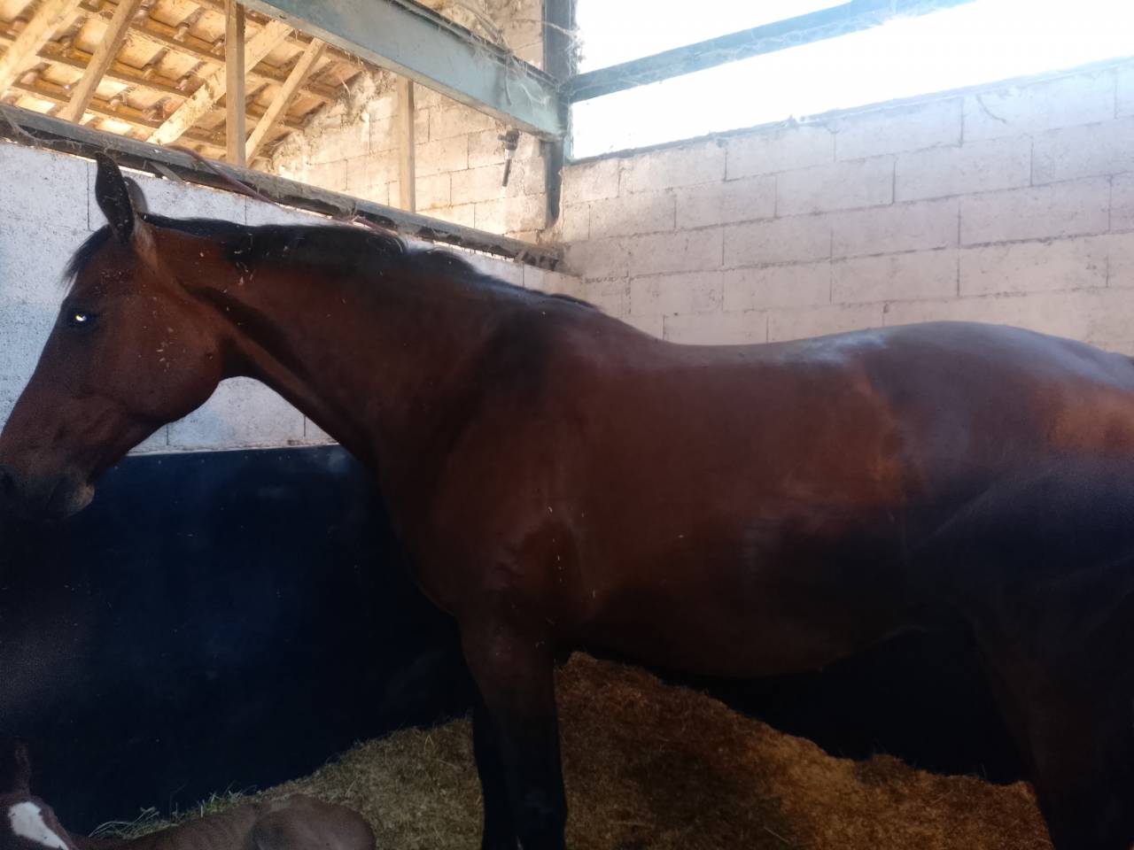 POULINIERE A VENDRE 