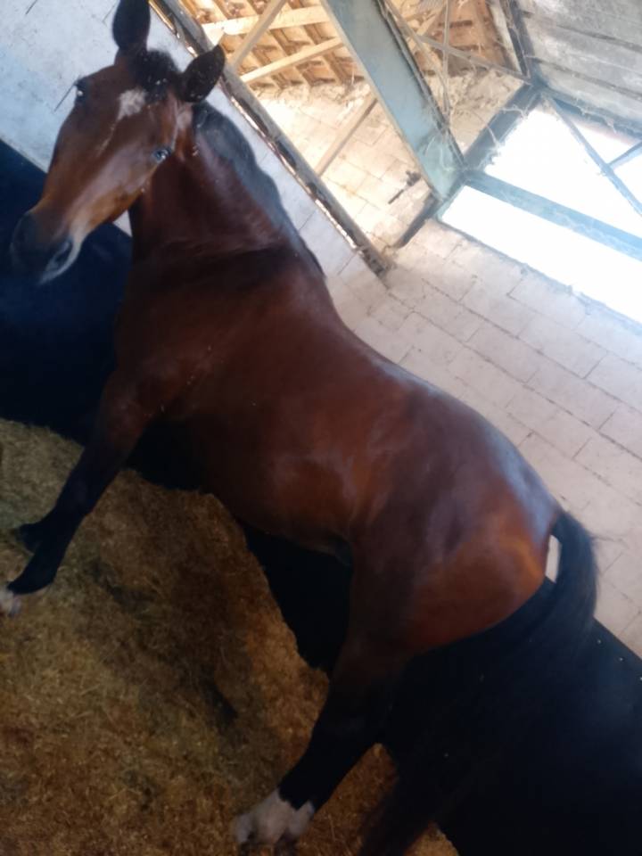 POULINIERE A VENDRE 