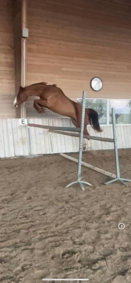 Vends paint horse pp