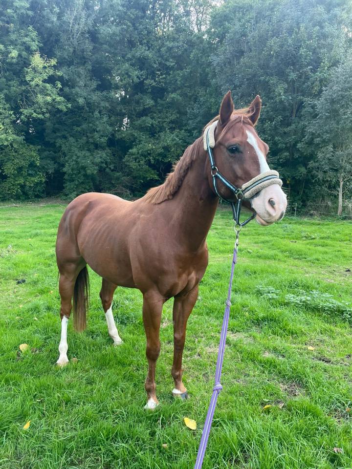 Vends paint horse pp