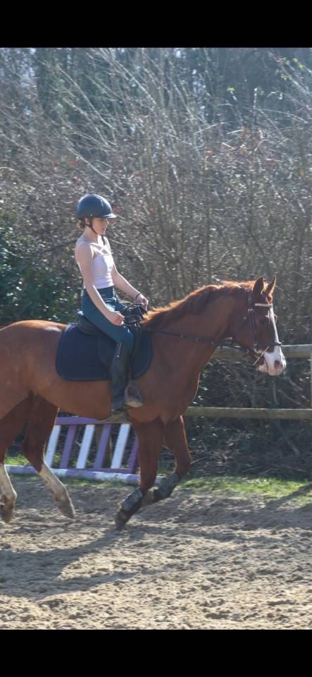 Vends paint horse pp