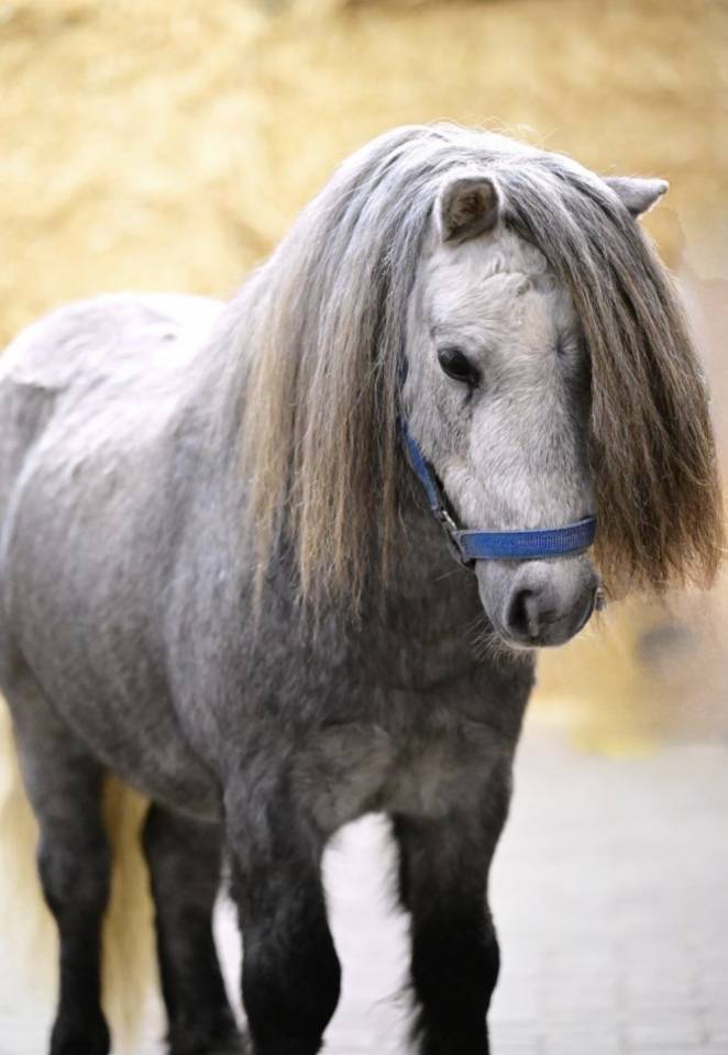 Male shetland. 