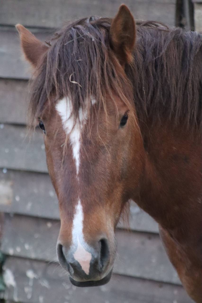 Nano - Saillie super cheval 