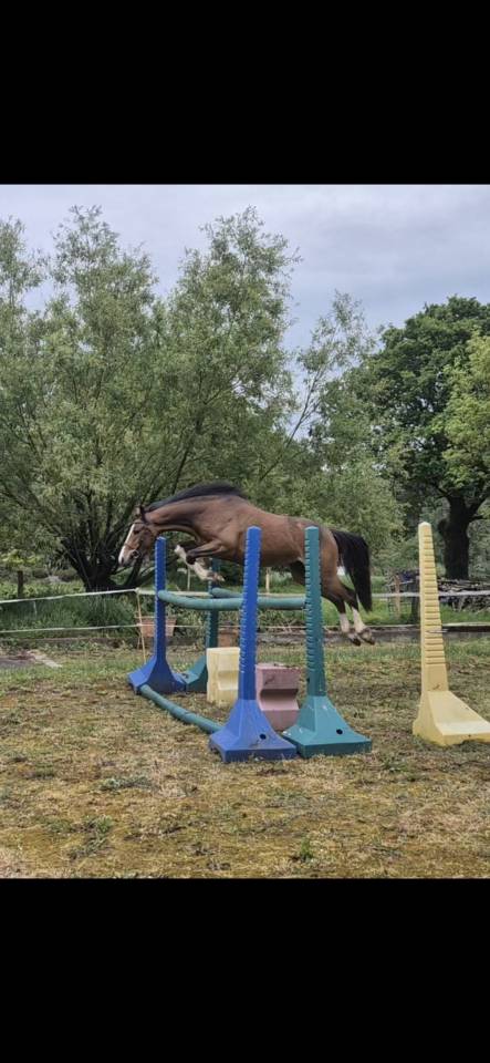 Ponette PFS 3 ans