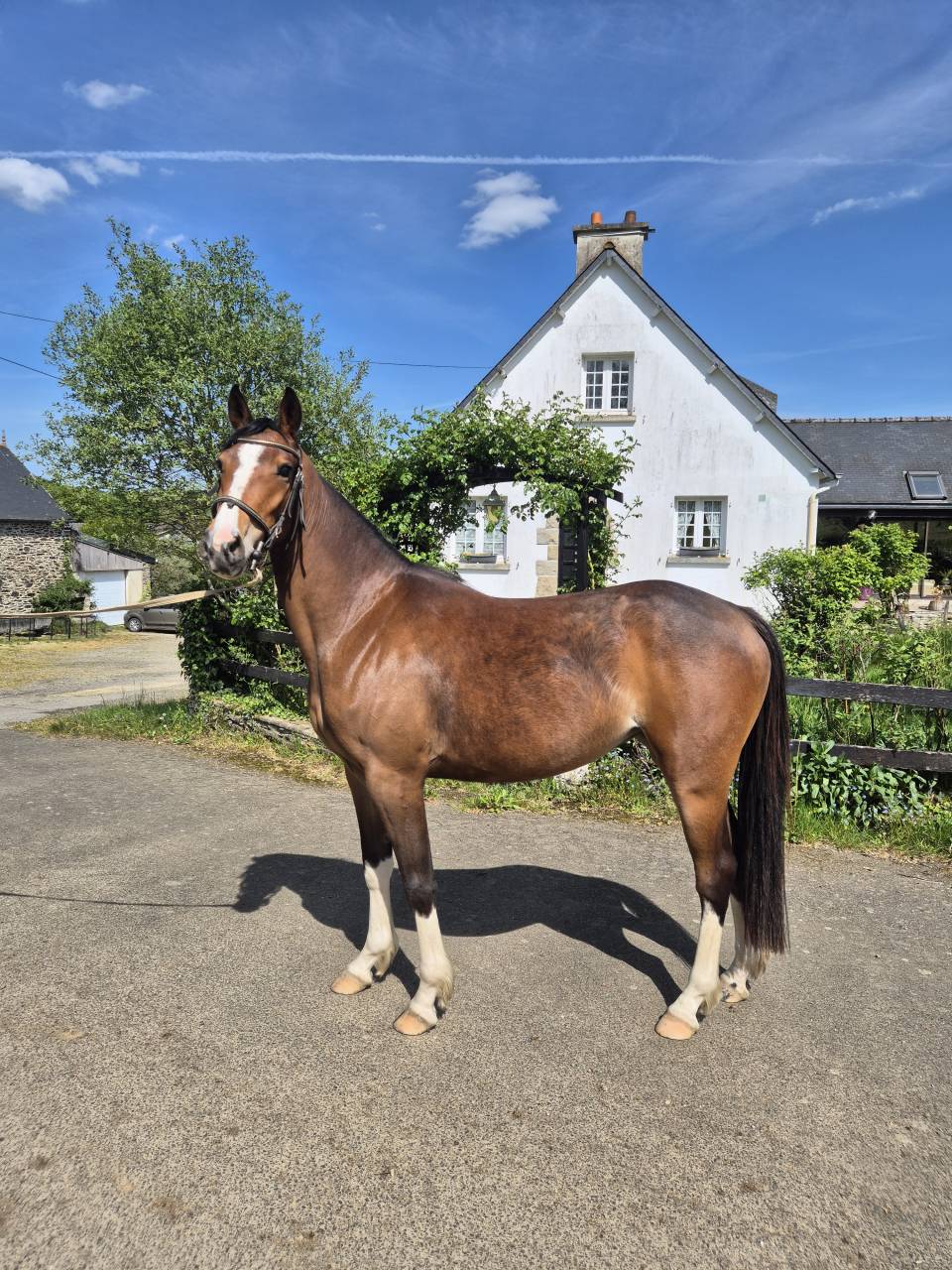 Ponette PFS 3 ans