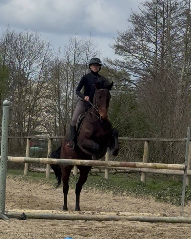 Palefrenier soigneur 