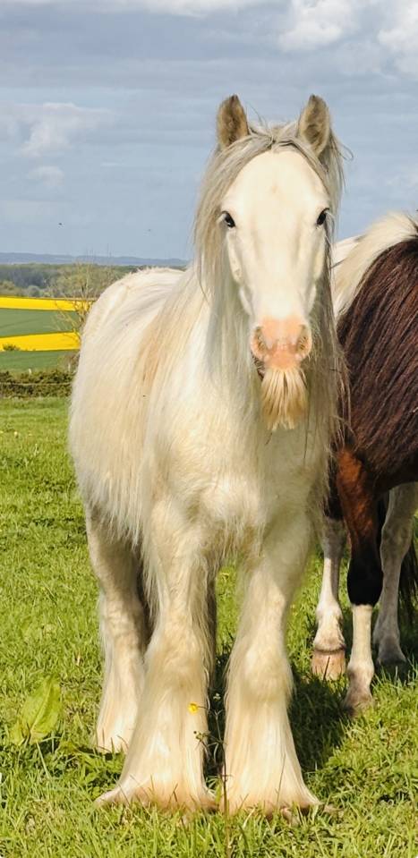 Poney 4 ans 130 cm type irish 