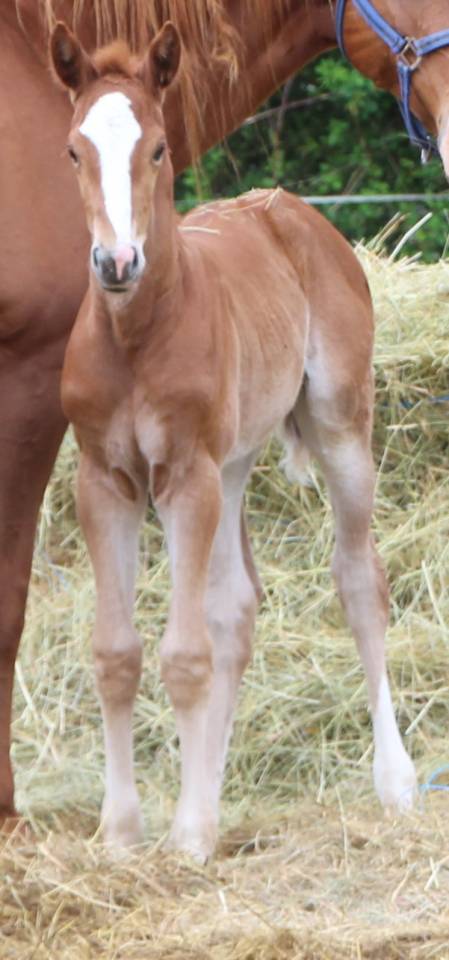 Pouliche SF Bingo st hermelle x Quaprice Bois Margot
