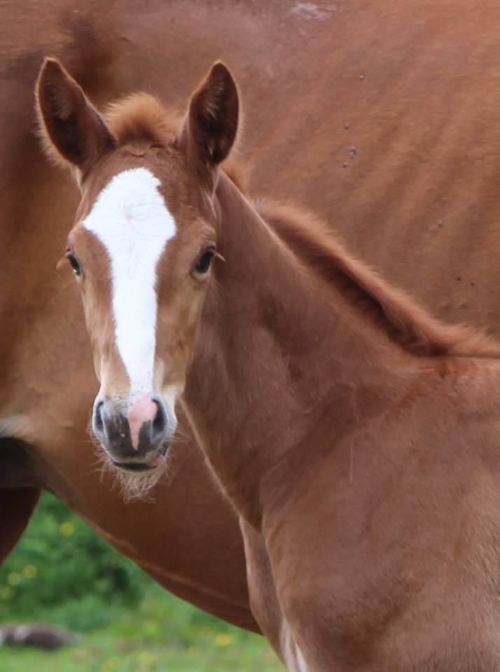 Pouliche SF Bingo st hermelle x Quaprice Bois Margot