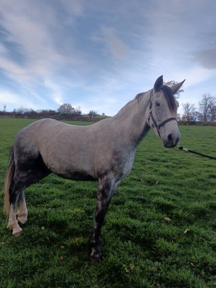 Petit cheval oncs Grey Pepper