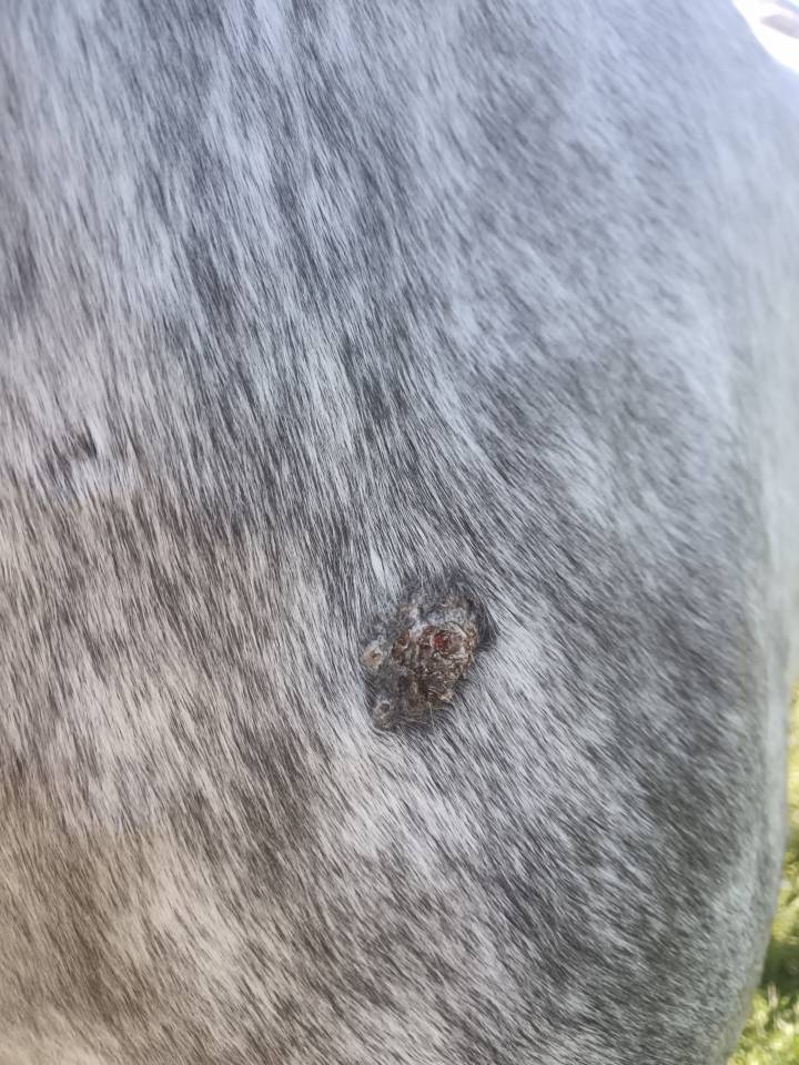 Petit cheval oncs Grey Pepper
