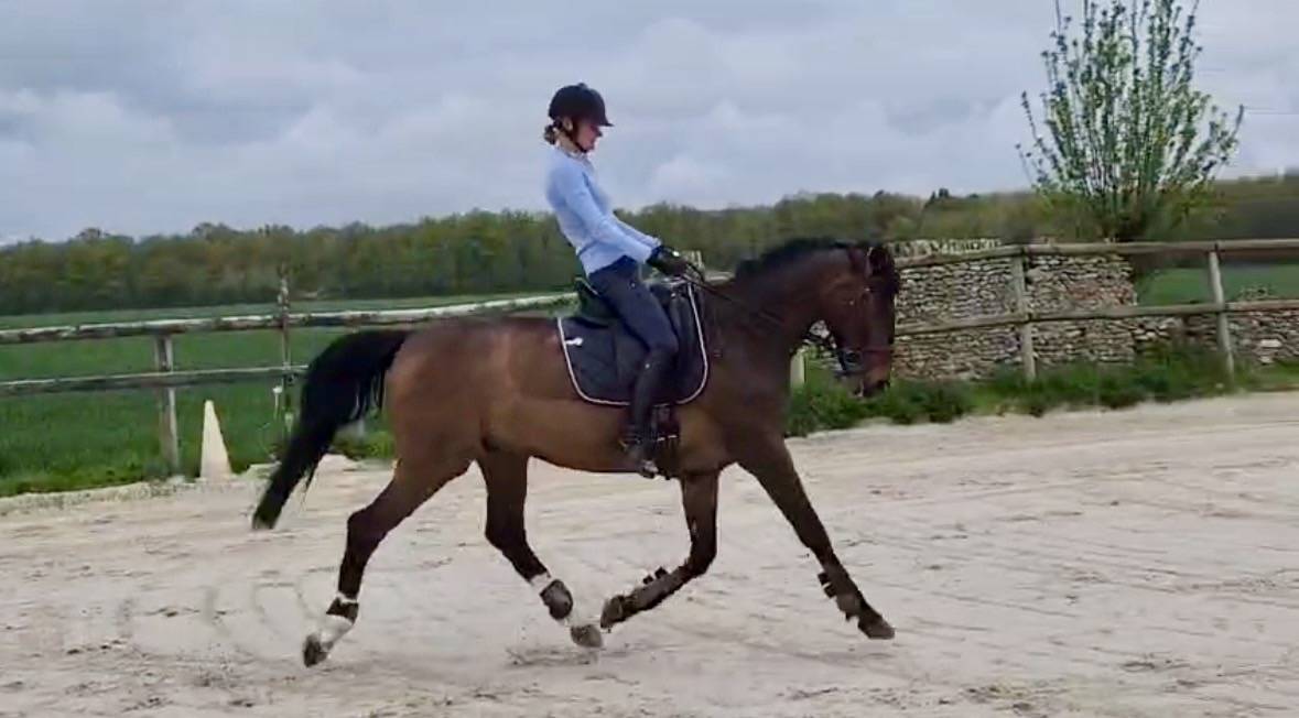 Cheval 12 ans &agrave; vendre