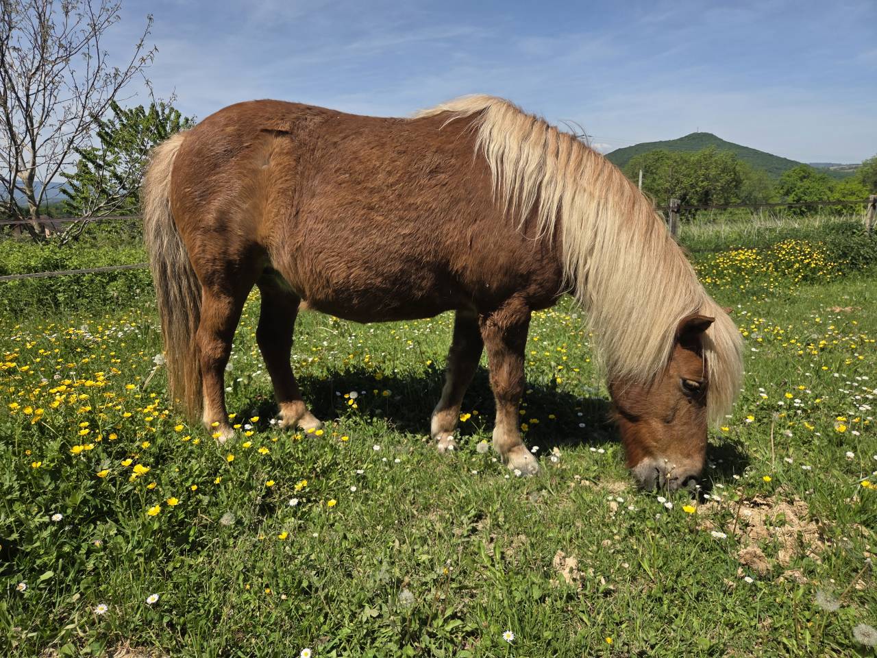 A confier pour retraite Clarabelle 17 ans