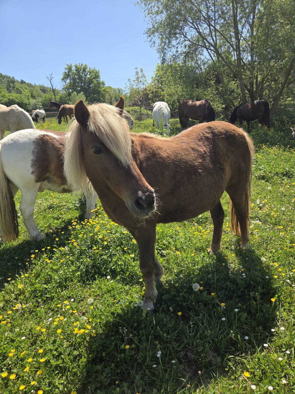 A confier pour retraite Clarabelle 17 ans