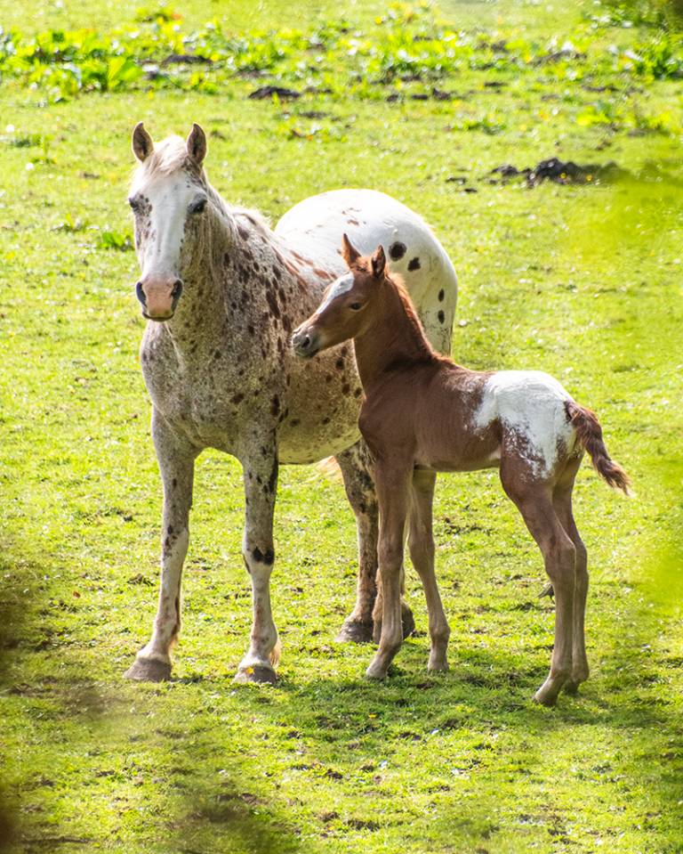 Poulain  appaloosa