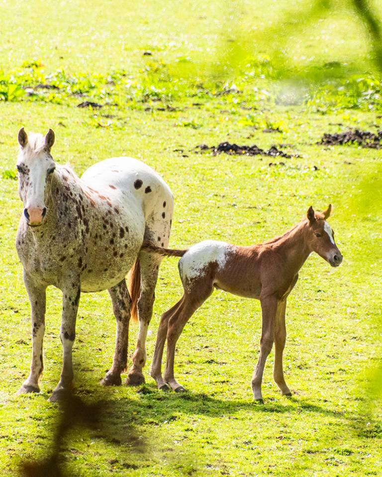 Poulain  appaloosa