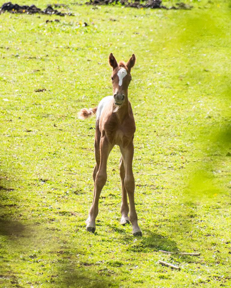 Poulain  appaloosa