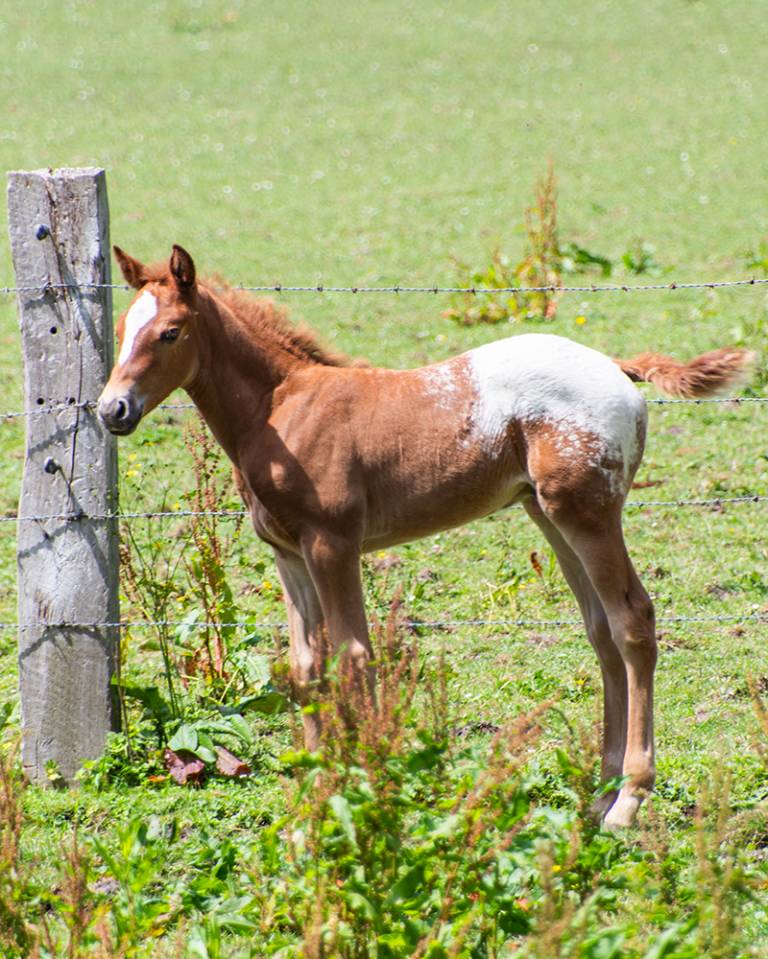 Poulain  appaloosa