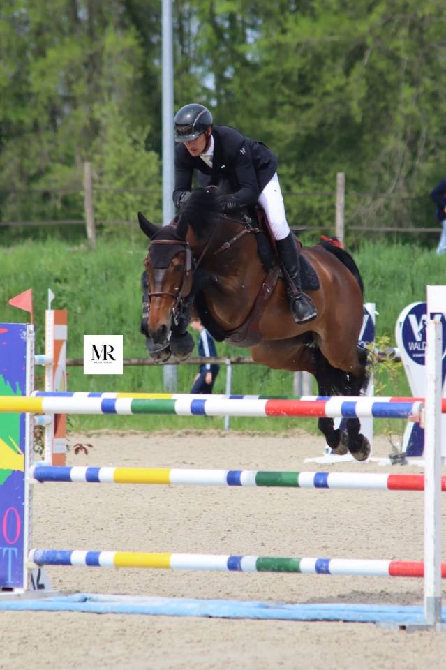 Cheval 8 ans 