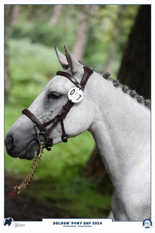 Ponette D par COCKTAIL DE FOUGNARD X SELLIANY CANDY 