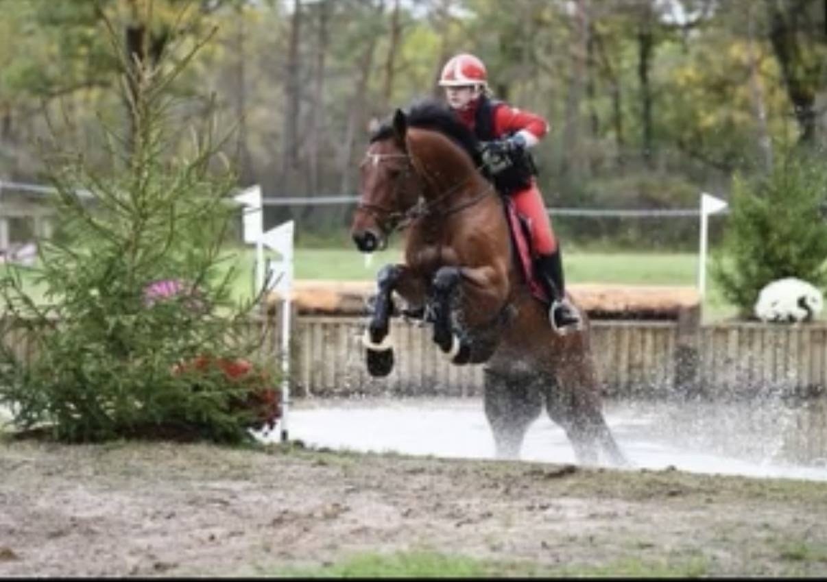 Cheval de sport pour CCE AMAT 1 / Elite 