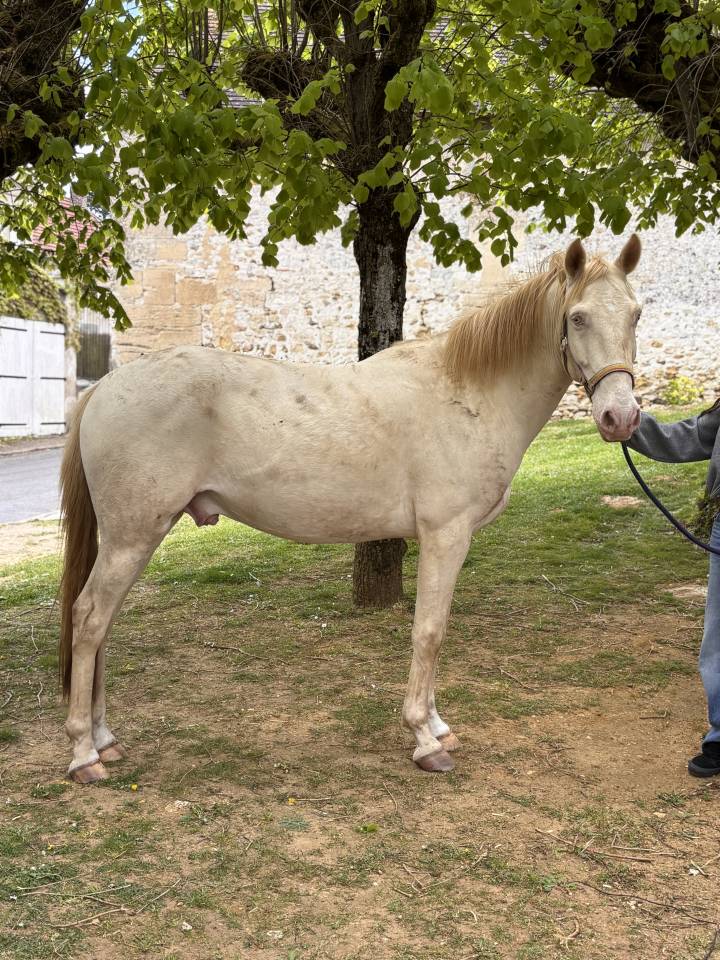 Poney D Plein papier lusitanien 