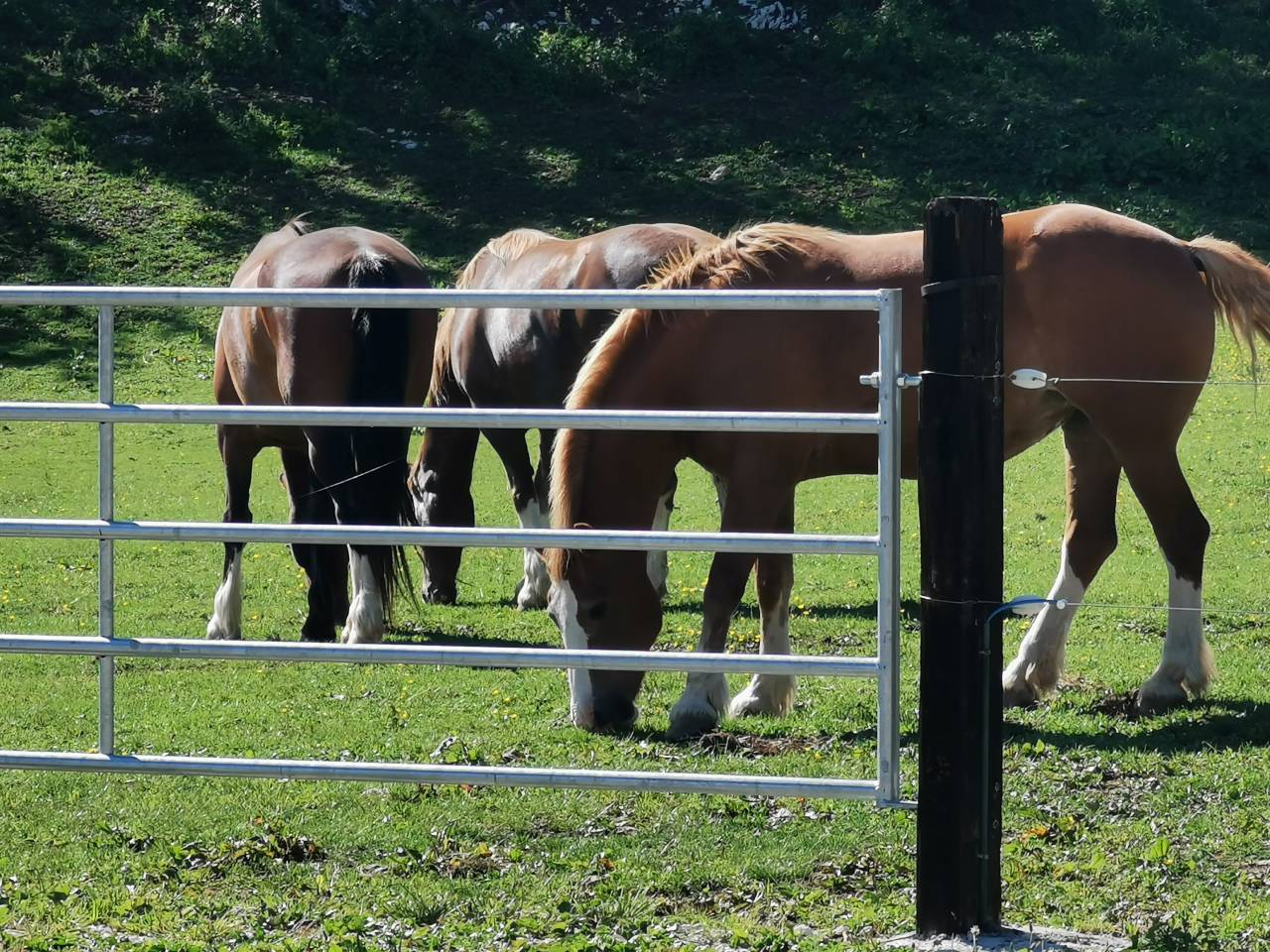 pension chevaux au pr&egrave;s
